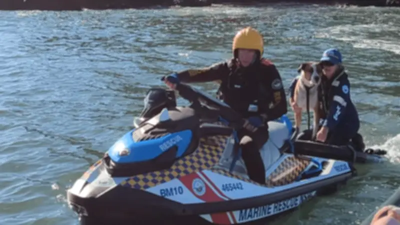 Marine Rescue NSW Volunteers Save Stranded Dog from Snapper Island Near Batemans Bay