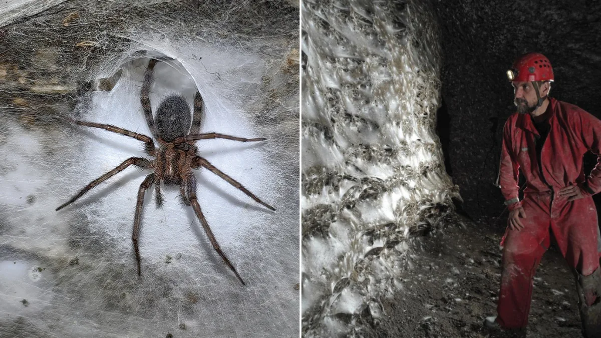 Massive Spider Web With 110,000 Spiders Discovered in Cave