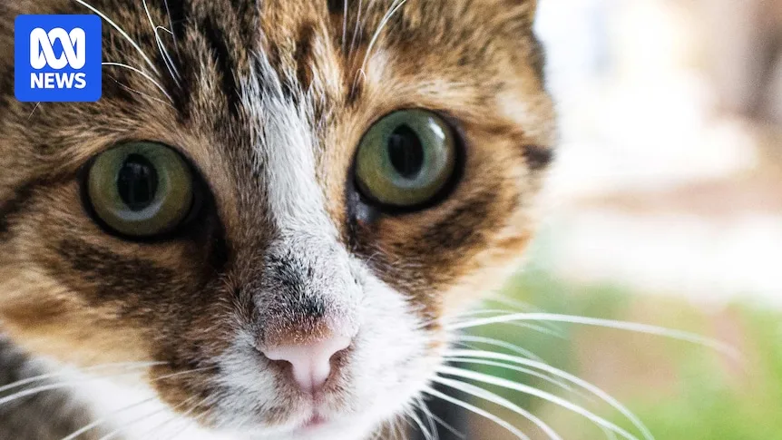 WA Government Moves to Empower Councils with Cat Containment Laws
