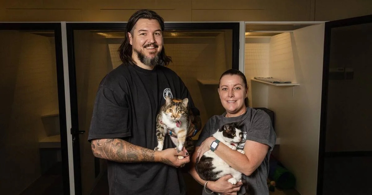 Meow Meow Hotel: Cardiff's New Premium Cat Boarding Opens
