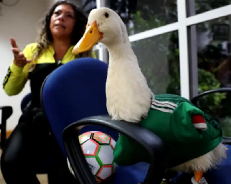 Mexico World Cup Mascot Named Merlin the Duck