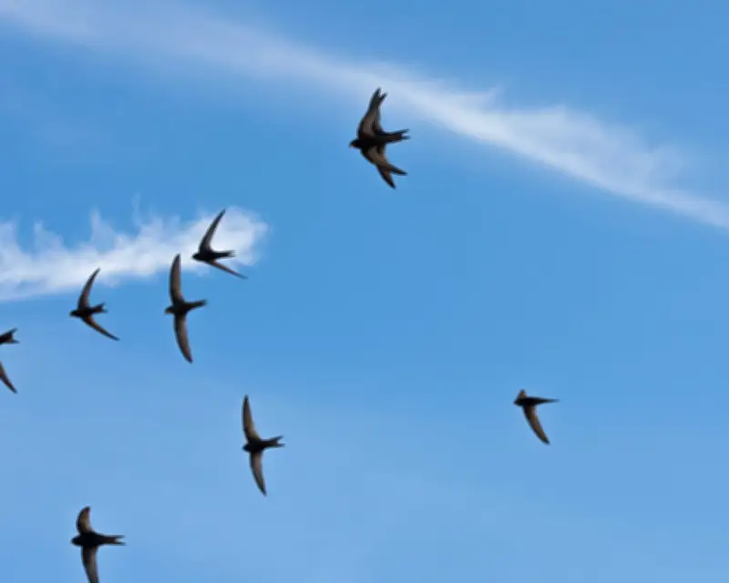 Migrating Swifts Loyally Return to Same Nests Yearly, Study Finds