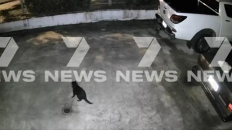 Missing Tasmanian devil Mary spotted on camera in Gold Coast suburbs