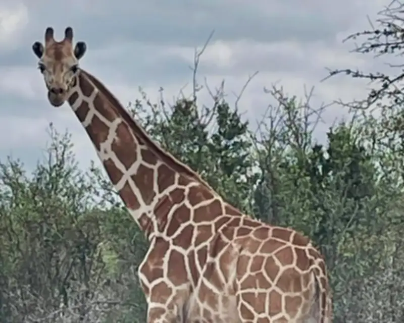 Missing Texas giraffe Gracie found safe after nearly two weeks