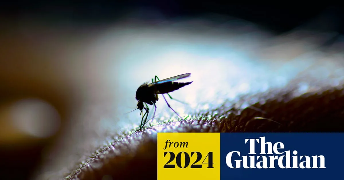 Mosquito Numbers Surge in Queensland, Ross River Cases Jump