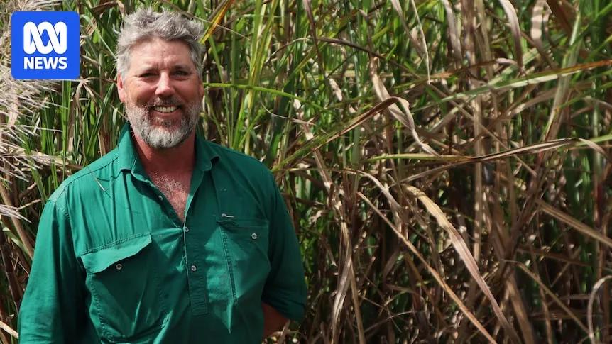 Mossman Cane Growers Trial New Crops After Mill Closure