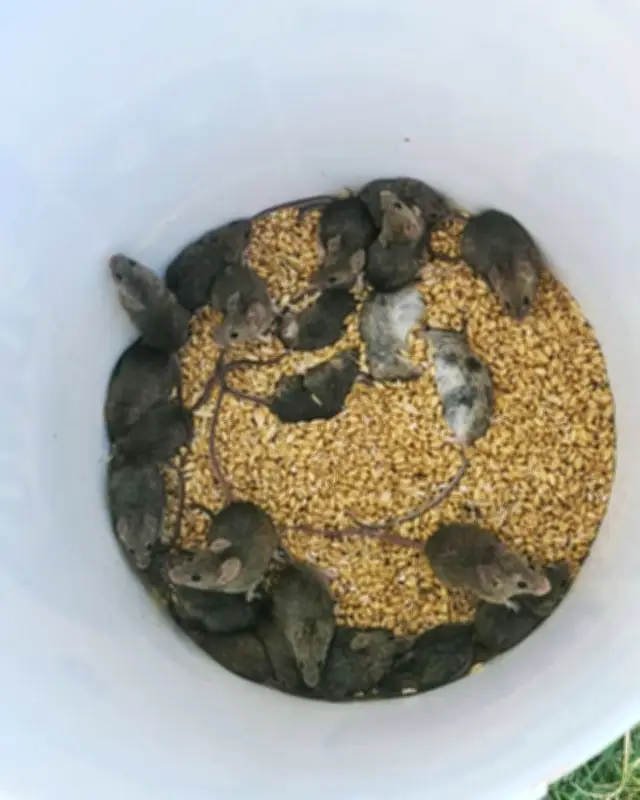 Mouse Plague Devastates Farms Across WA and SA Regions
