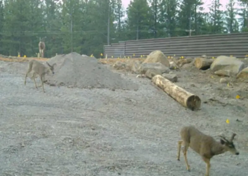 Mule Deer Already Using Incomplete $20m Wildlife Bridge in California