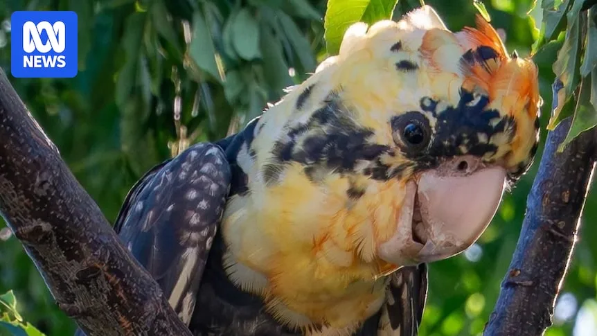 Rare Orange Red-Tailed Black Cockatoo Spotted in South West Australia