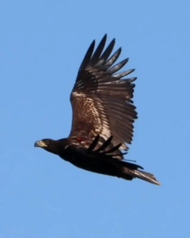 Mystery of Missing Sea Eagle in UK's Grouse Country