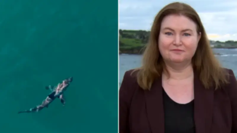 NSW Minister Refuses to Rule Out Shark Cull Amid Attack Surge