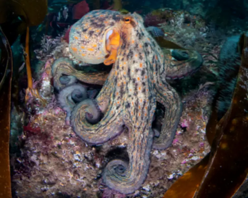 Octopus Surge Spreads from UK South Coast to Scotland, Study Finds