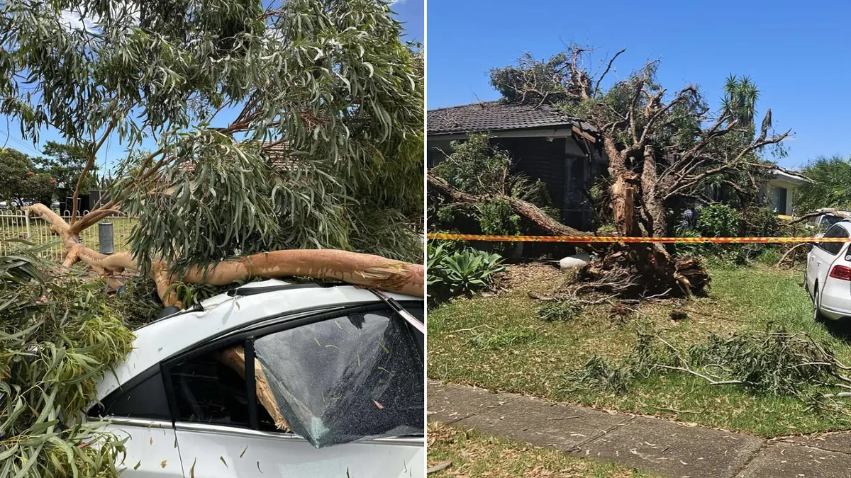 Man Killed by Falling Tree as Severe Storm Lashes NSW
