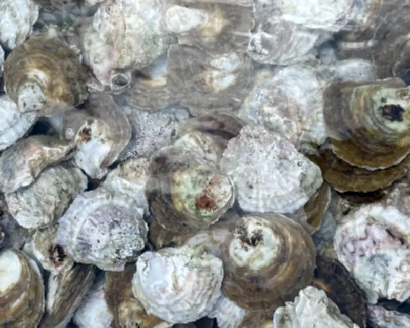 Oysters Destined for Great Things in Restoration Effort