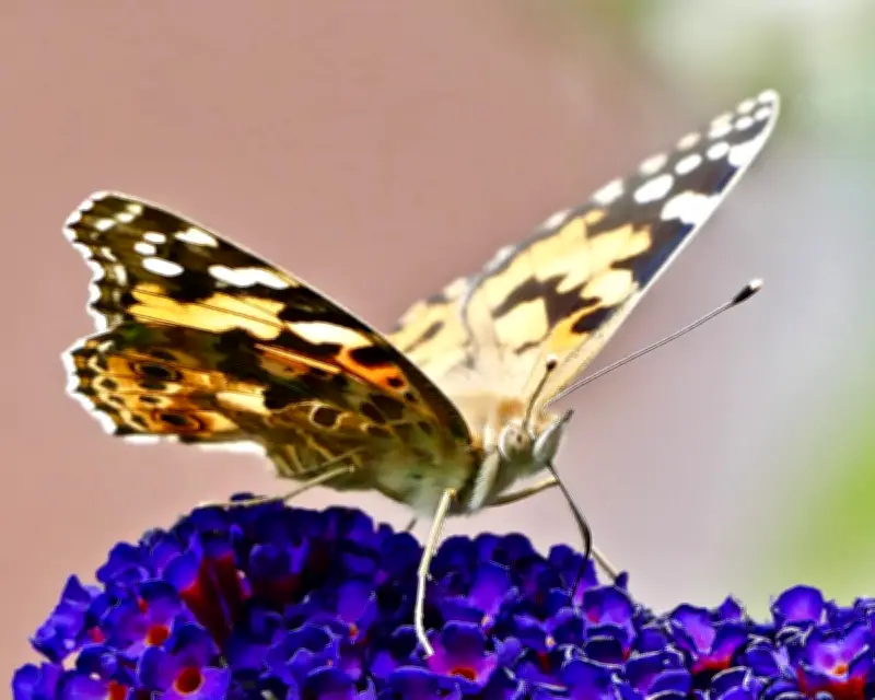 Painted Lady Butterflies Set for Record-Breaking Summer in Britain