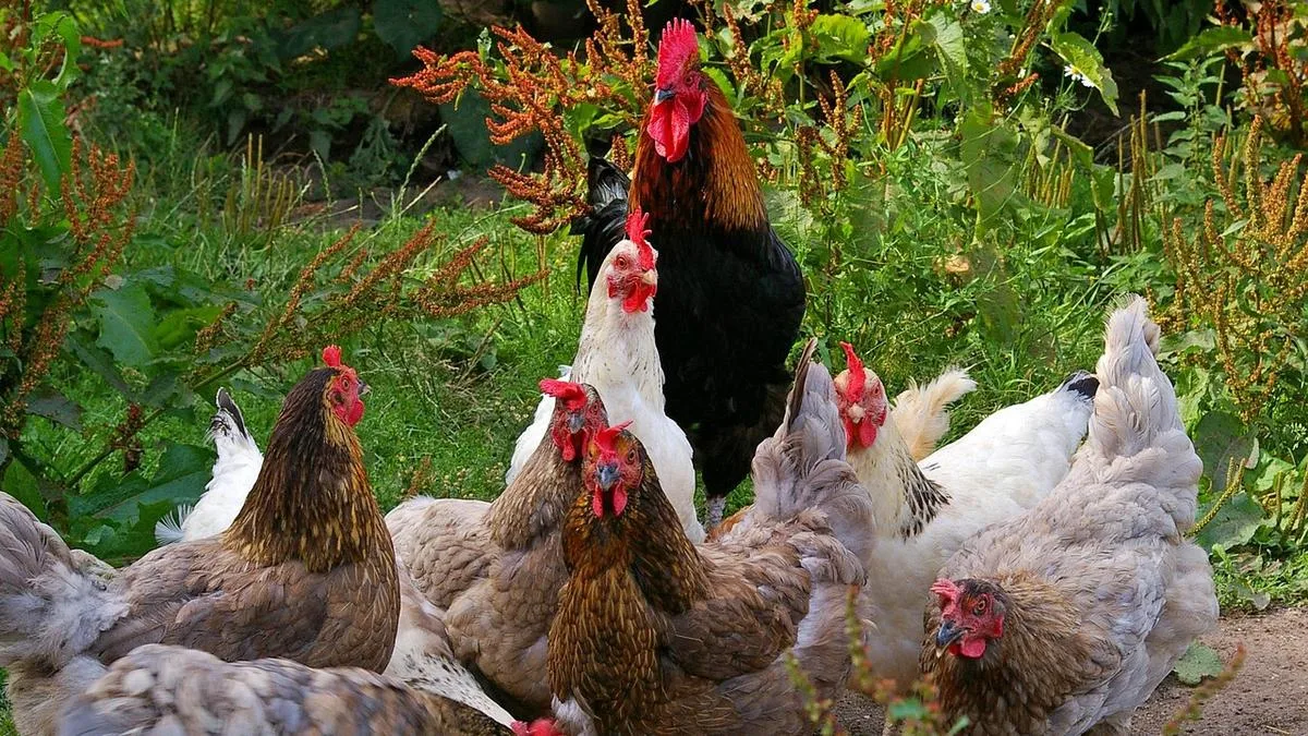 Cockburn Council Proposes New Limits on Backyard Chickens