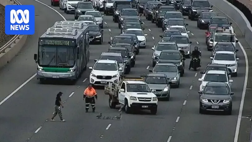 Duck Family Causes Six-Car Pile-Up on Perth Freeway