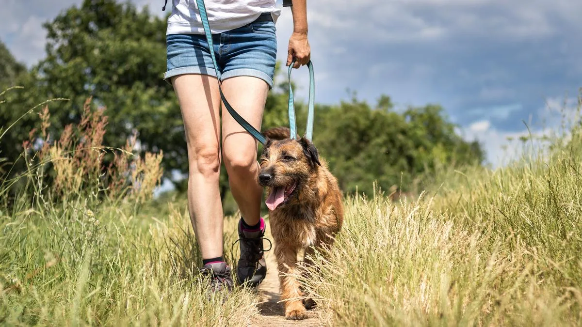 Perth Dog Owners Urged to Leash Pets to Aid Fox Control