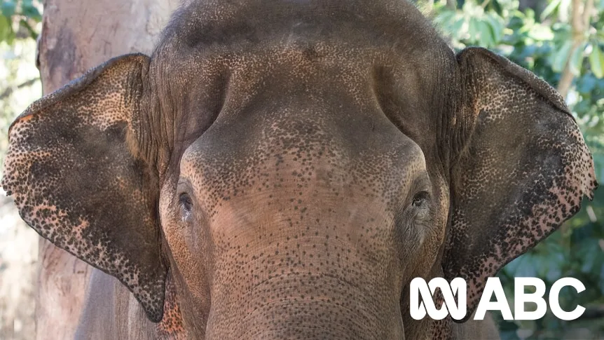 Perth Zoo's Last Elephant to Depart, Ending an Era