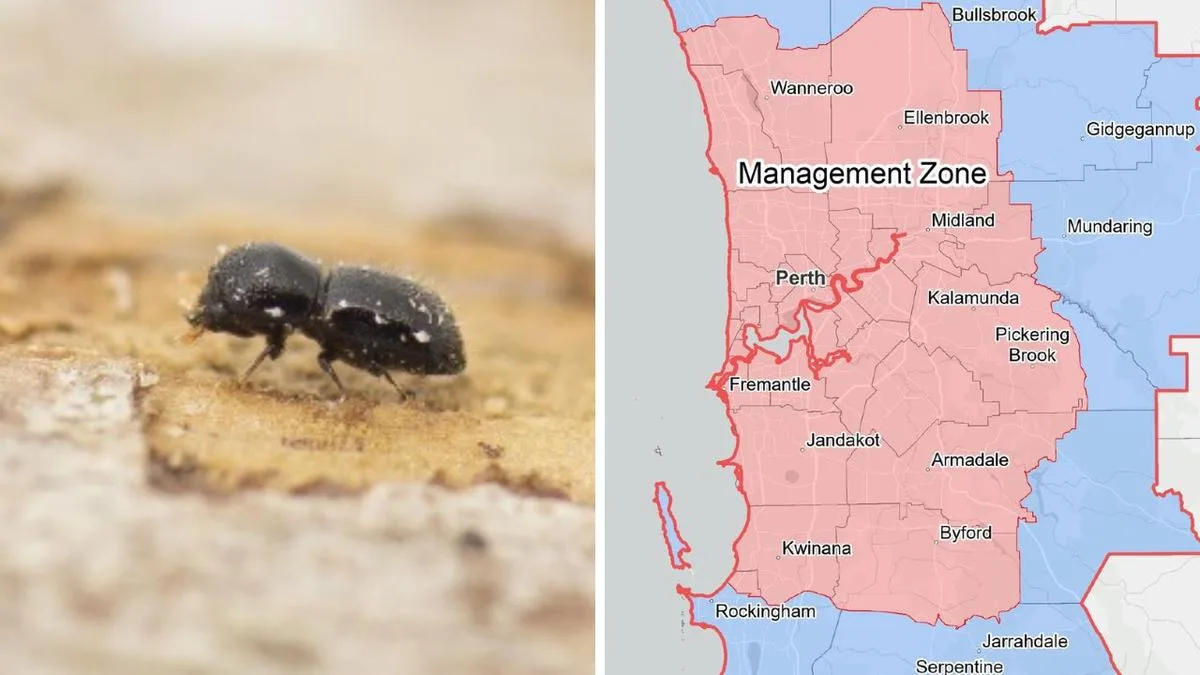 Perth Updates Quarantine Plan as Shot-Hole Borer Beetle Spreads