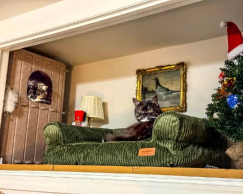 Pet Nooks: The Rise of Dedicated Living Spaces for Furry Friends