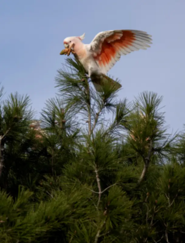 Pink Cockatoos Face Habitat Loss After Fires: Can They Survive?