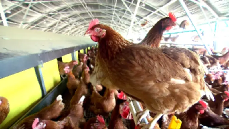 PNG Bans Australian Chicken Imports After H5N1 Bird Flu Cases