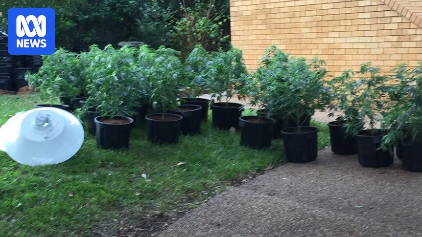 Police Seize 331 Cannabis Plants in Newcastle Raid Linked to Sydney Syndicate