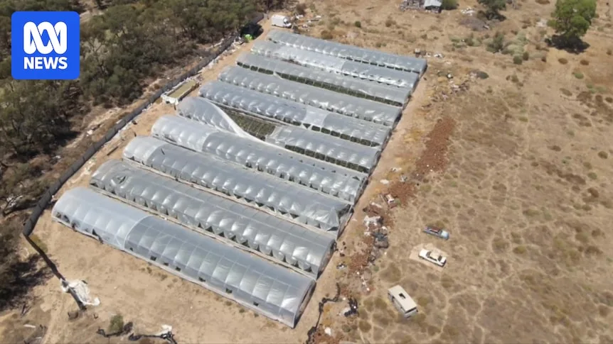Police Bust $10M Cannabis Operation in Victoria, One Suspect Still at Large