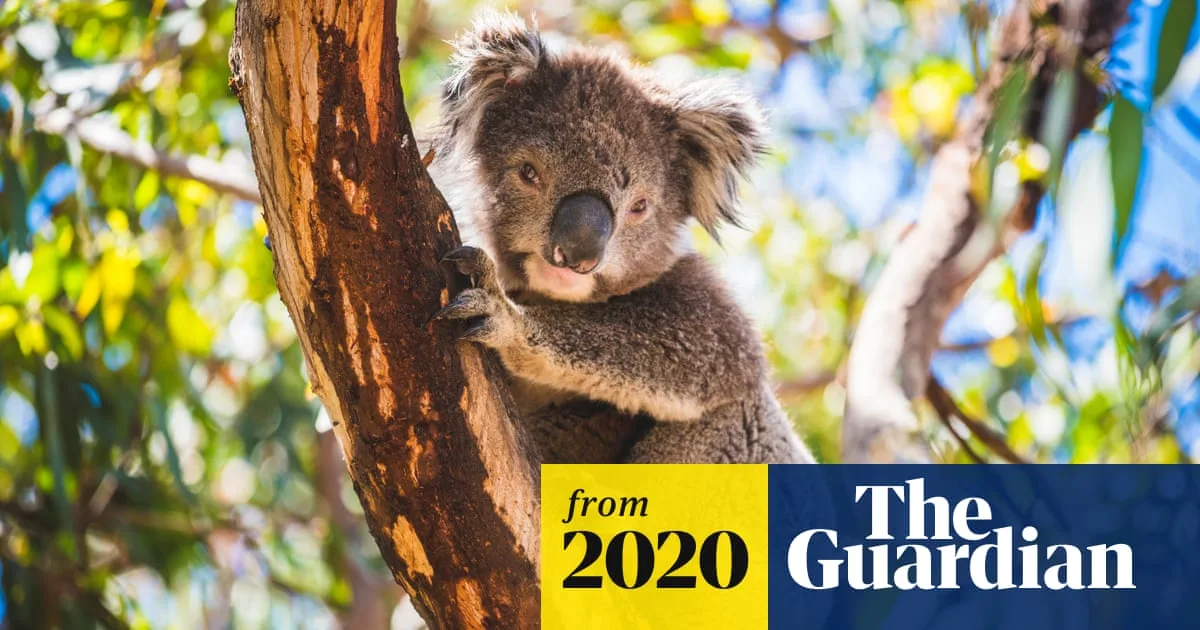 Port Stephens Koalas Face Extinction From Development