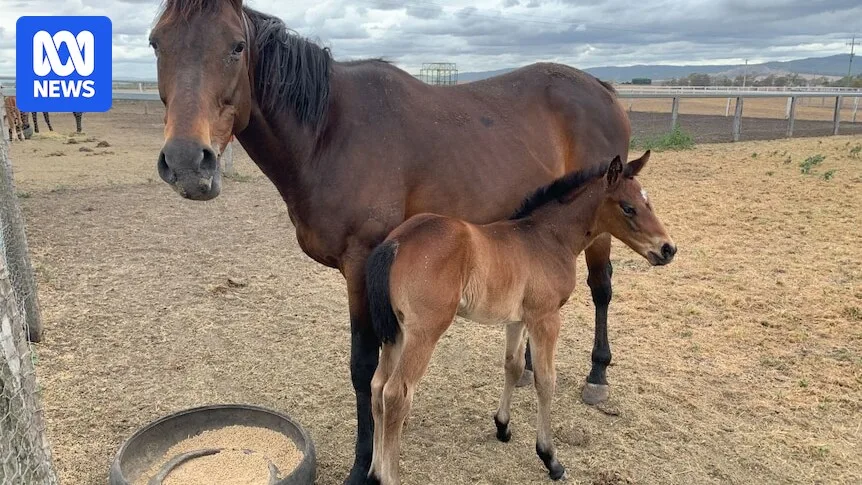 35 horses found shot dead on Queensland property, including pregnant mares and foals