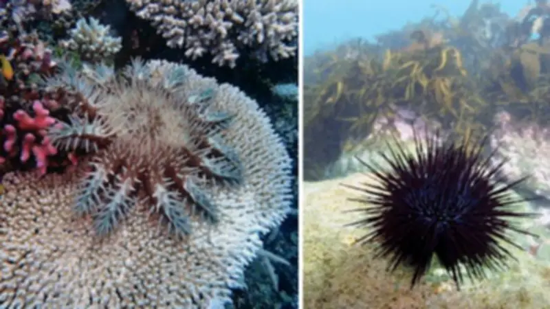 Prickly Starfish and Urchins Threaten Australia's Reefs, Study Shows