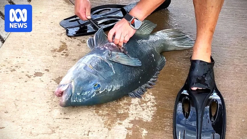 Protected Blue Groper Killing Sparks Marine Reserve Push