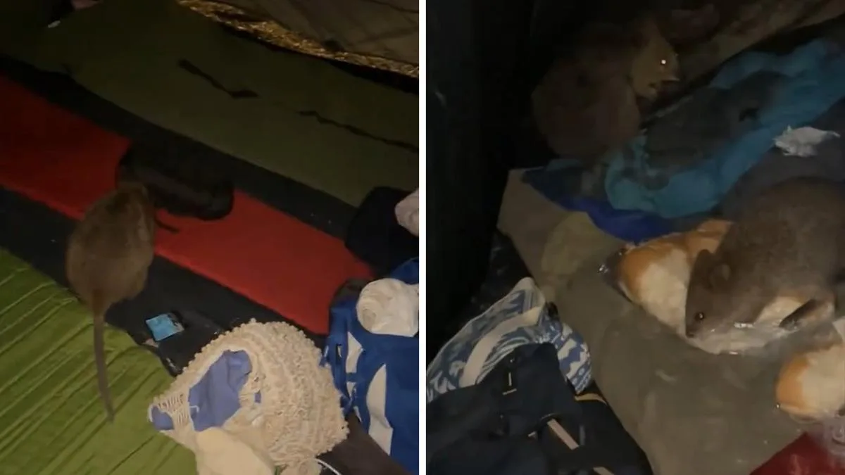 Quokkas Raid Tent, Eat Food and Poo on Camping Gear