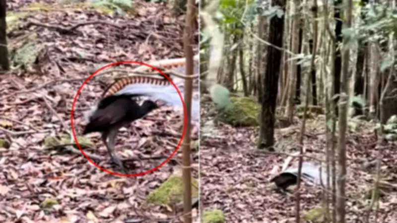 Rare Aussie Lyrebird's 'Alien' Mating Call Baffles Millions Online