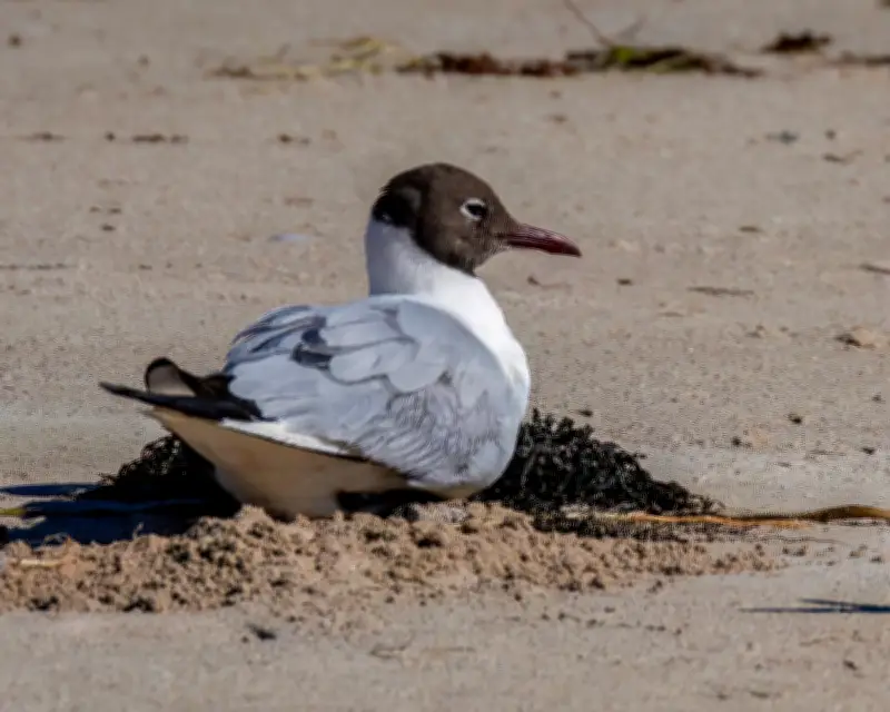 Rare Black-Headed Gull Spotted in Western Australia Thrills Birdwatchers