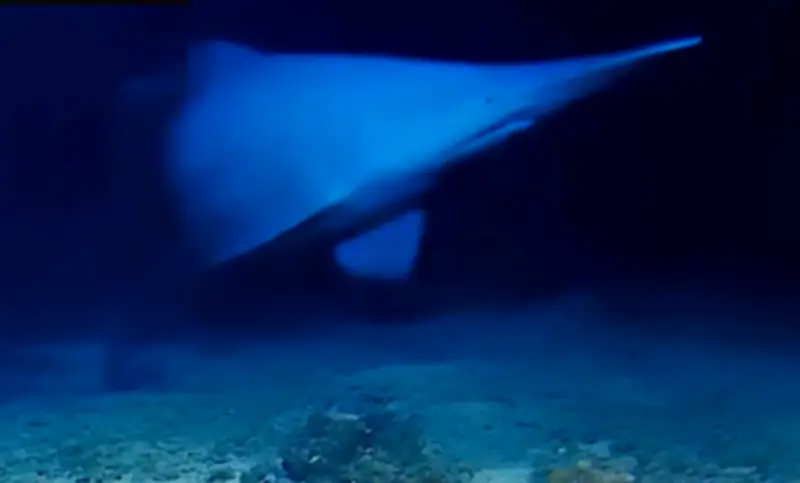 Rare Goblin Shark Filmed Alive in Deep Ocean for First Time