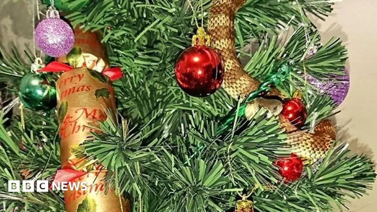 Venomous Tiger Snake Found Wrapped Around Christmas Tree in Melbourne