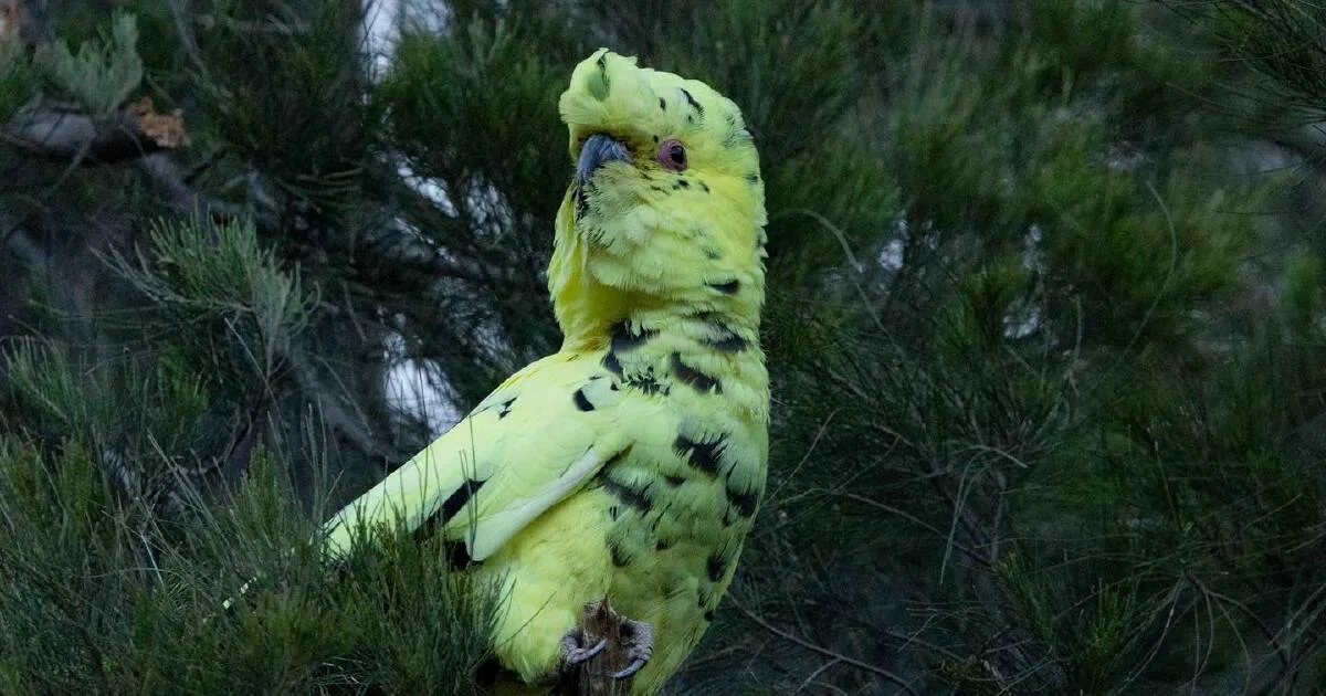 Rare Yellow-Tailed Black Cockatoo with Leucism Spotted in ACT Nature Reserve