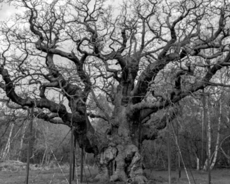 Readers Share Memories of Major Oak in Sherwood Forest
