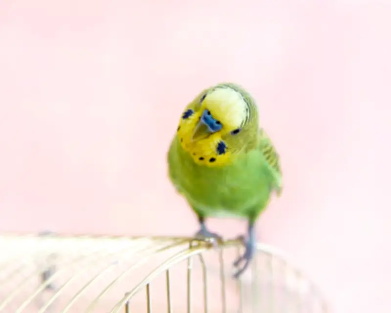 Readers Share Tales of Their Self-Pleasuring Pets After Bird Article