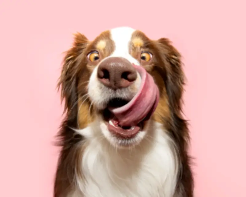 Readers Share the Strangest Items Their Dogs Have Consumed