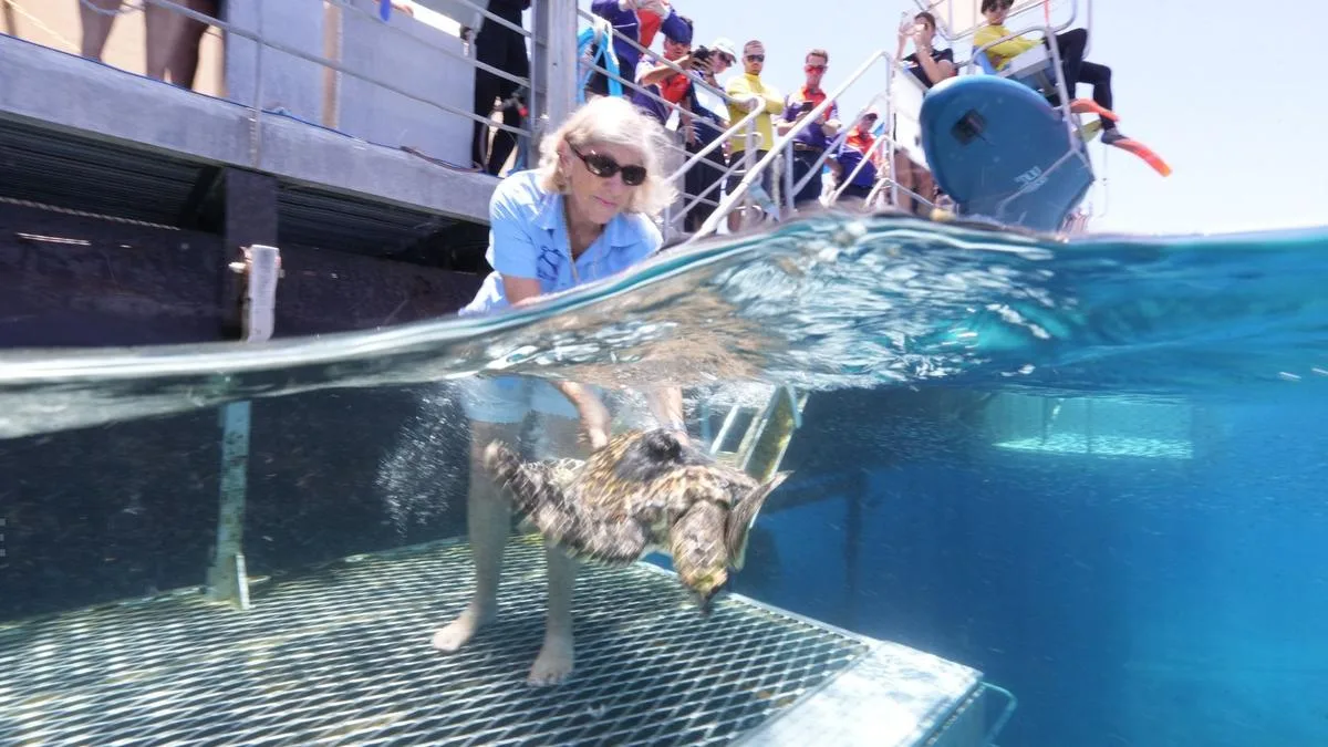 Rehabilitated Turtle Dennis Released At Moore Reef