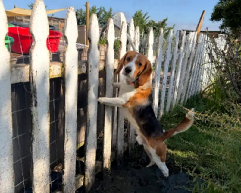 Rescued Lab Beagles Need Special Care: Fosters Share Challenges