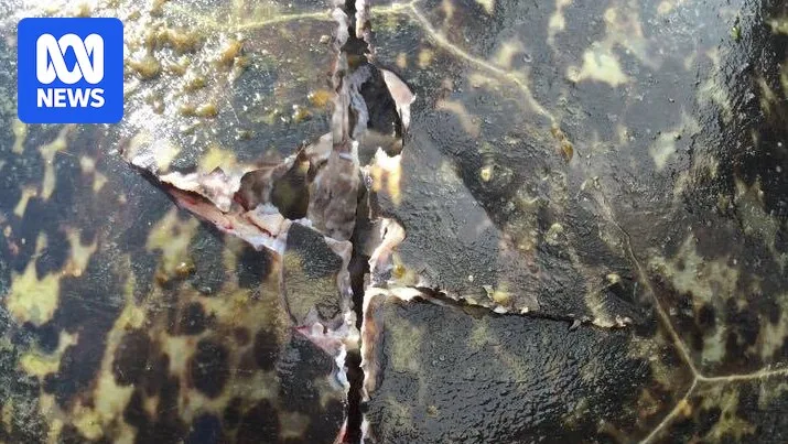 Century-Old Green Sea Turtle Dies After Boat Strike Near Hervey Bay