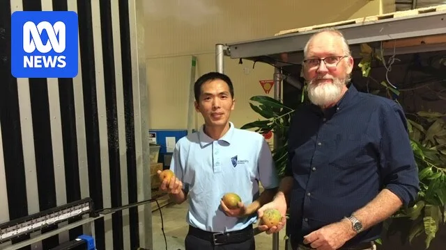 Robot Harvesters Transform Australian Mango Farms