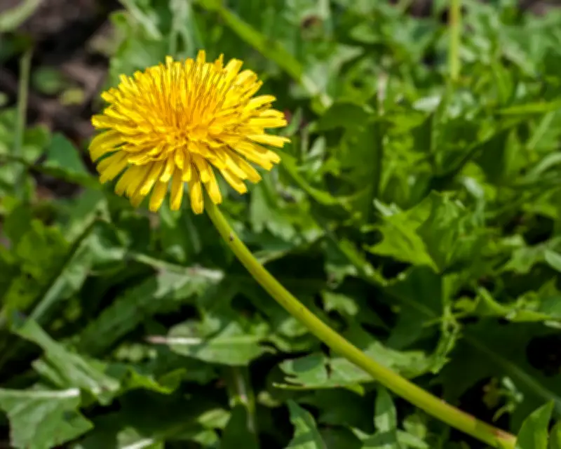 Russian Dandelion Could Solve Global Rubber Shortage Crisis