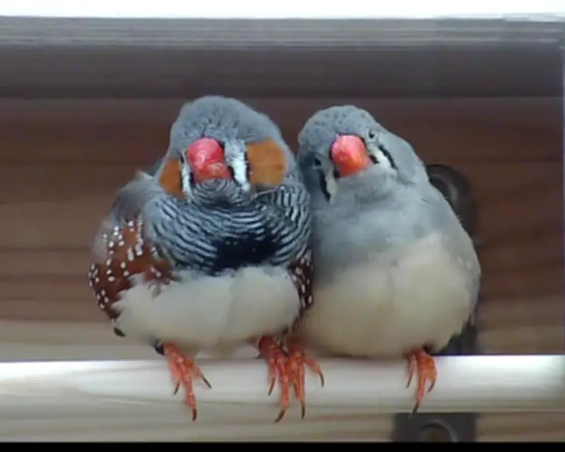 Scientist Wins $100,000 Prize for Decoding Birdsong in Zebra Finches