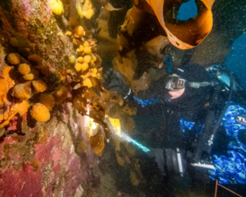 Sea Squirt Compound Shows Promise in Melanoma Treatment Research
