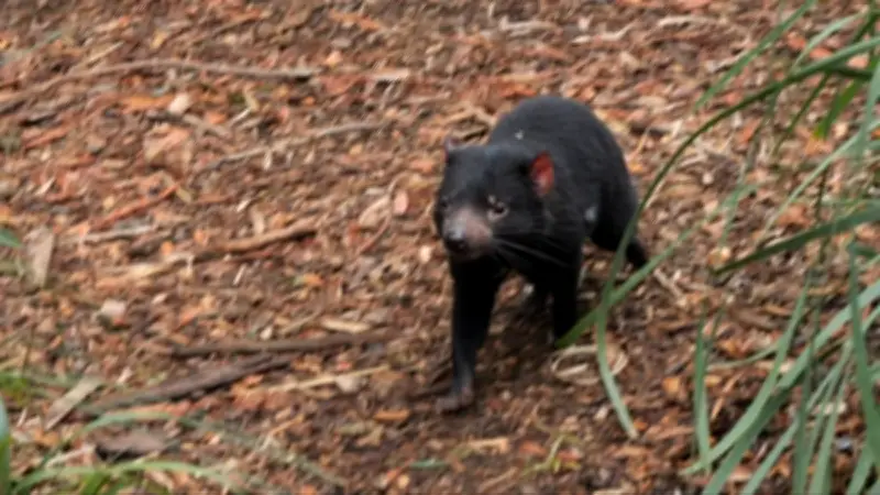 Search for Missing Tasmanian Devil Mary Enters Third Day on Gold Coast